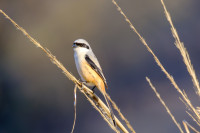 Ranthambore National Park